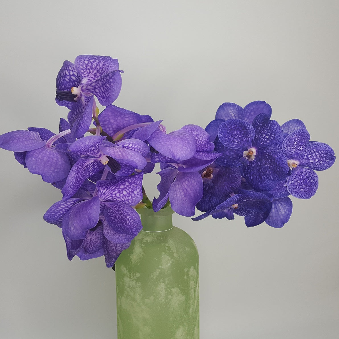 Orchidėja Vanda 40-45cm